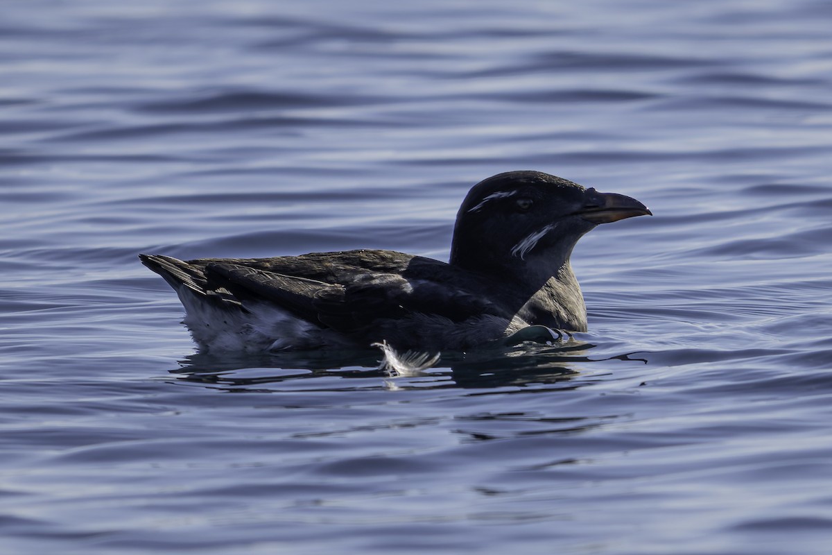 Rhinoceros Auklet - ML643121771