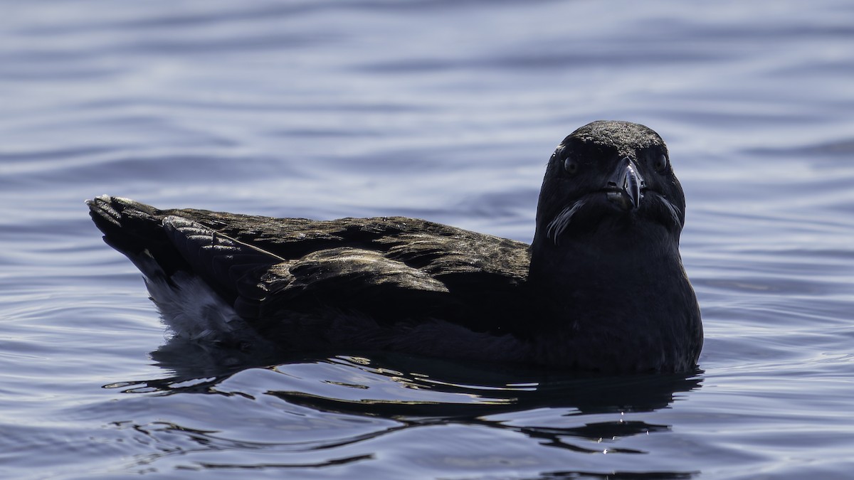 Rhinoceros Auklet - ML643121772