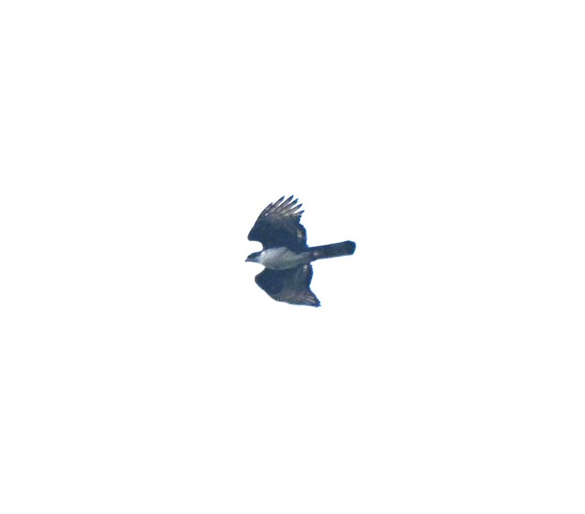 Aigle de Cassin - ML643121799