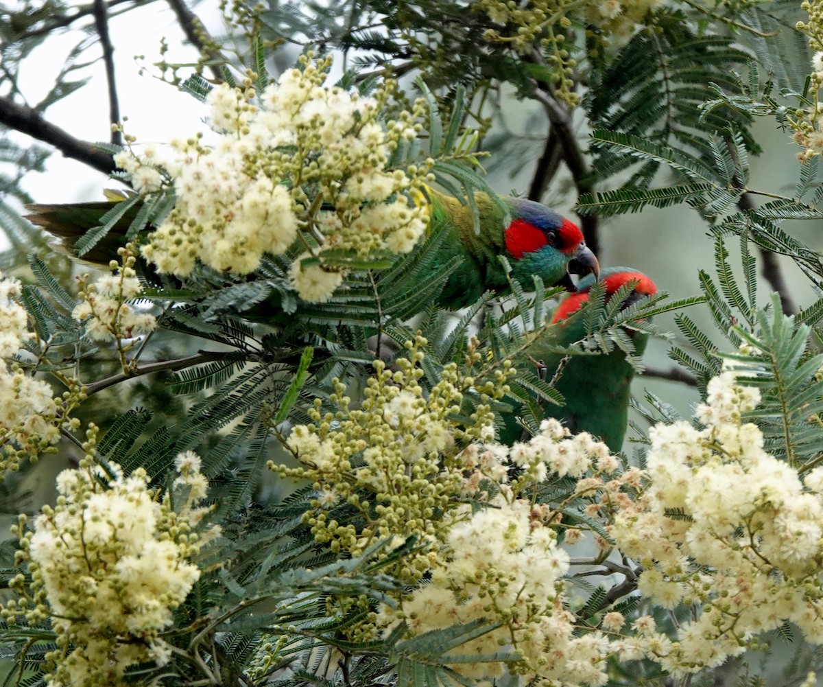 Musk Lorikeet - ML643121802