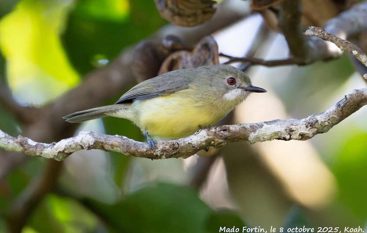 Fairy Gerygone - ML643121810