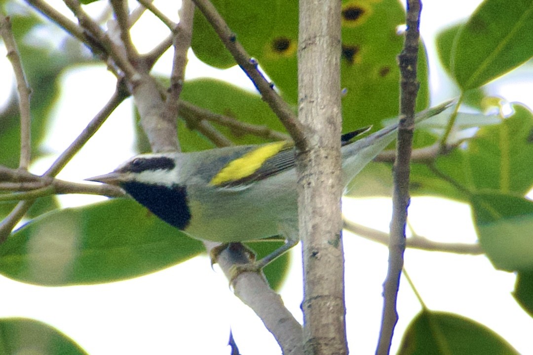 Golden-winged Warbler - ML643121815