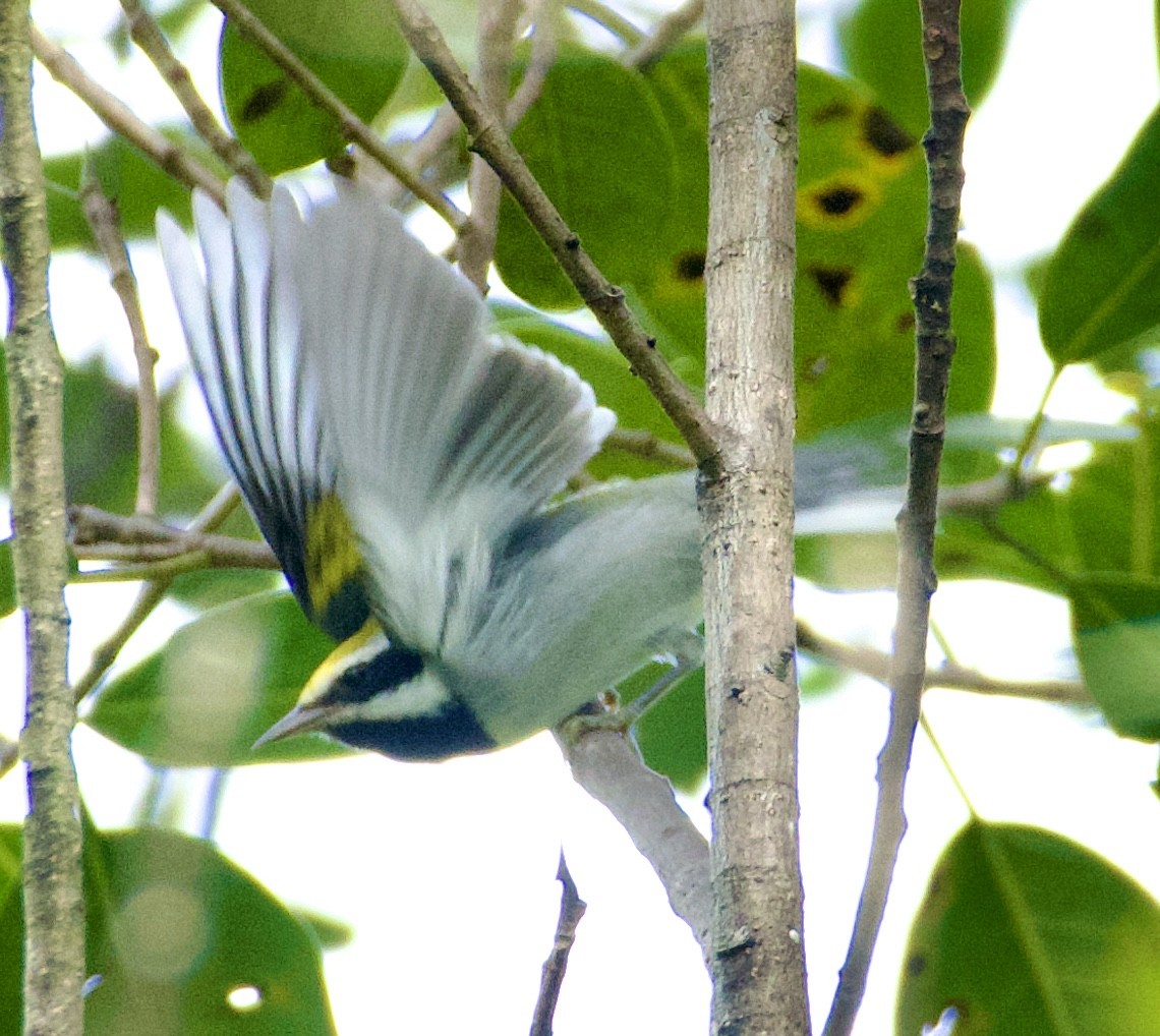 Golden-winged Warbler - ML643121816