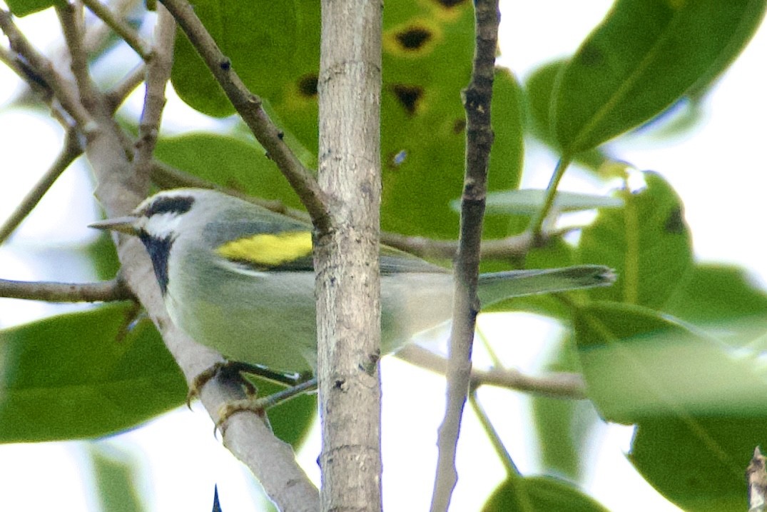 Golden-winged Warbler - ML643121817