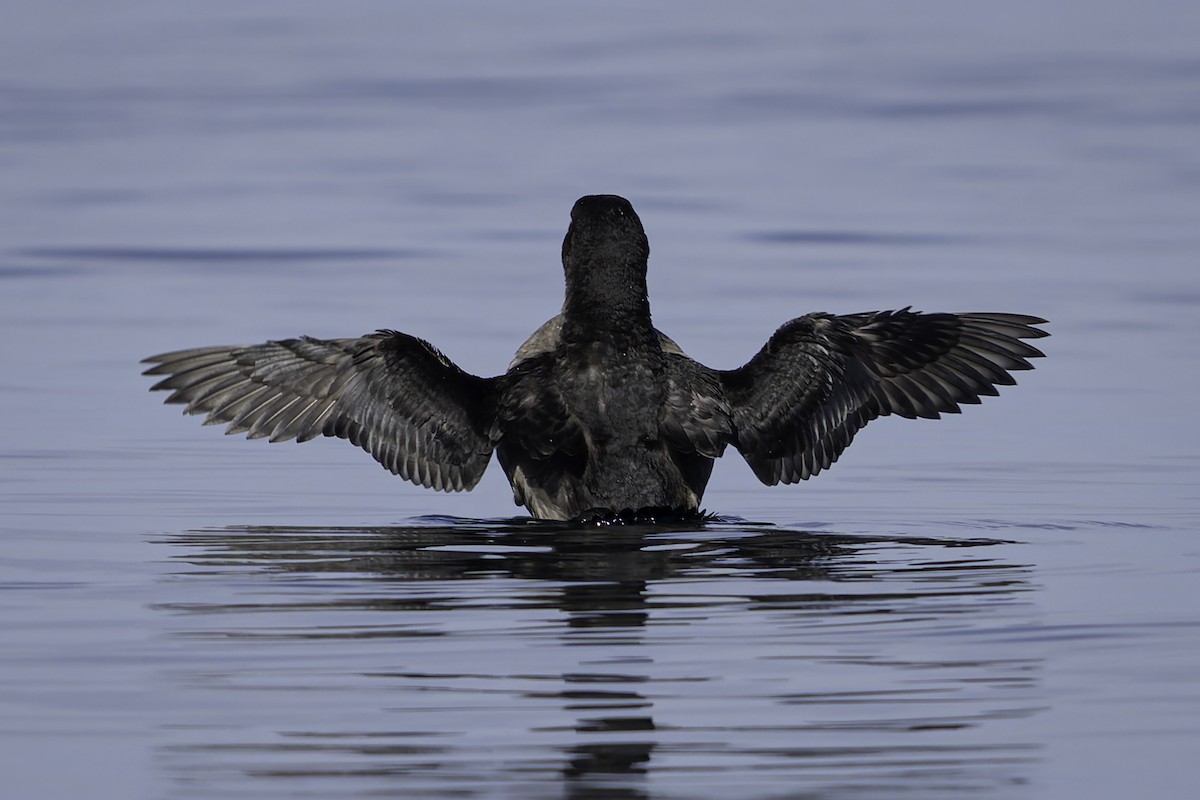 Rhinoceros Auklet - ML643121827
