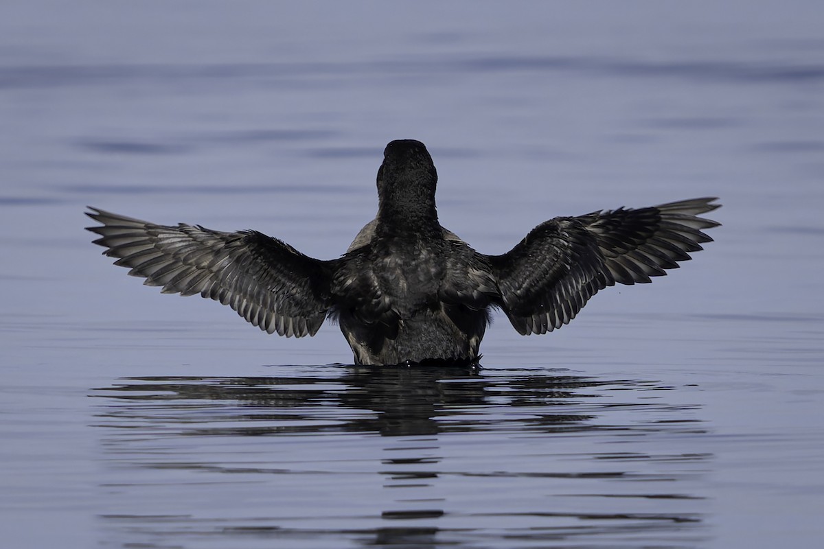Rhinoceros Auklet - ML643121828