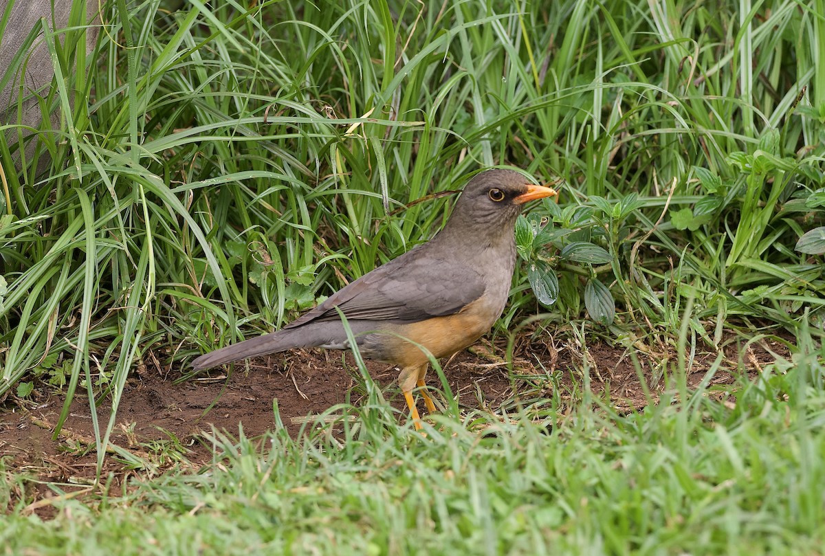 Merle abyssinien - ML643121865