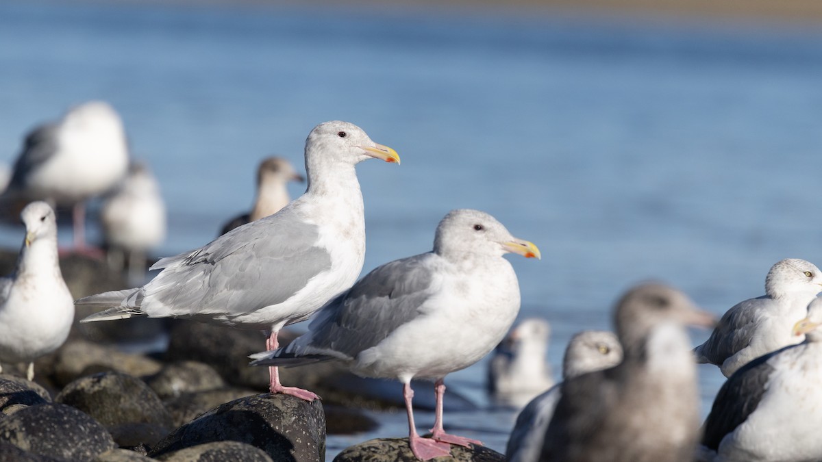 Glaucous-winged Gull - ML643121867