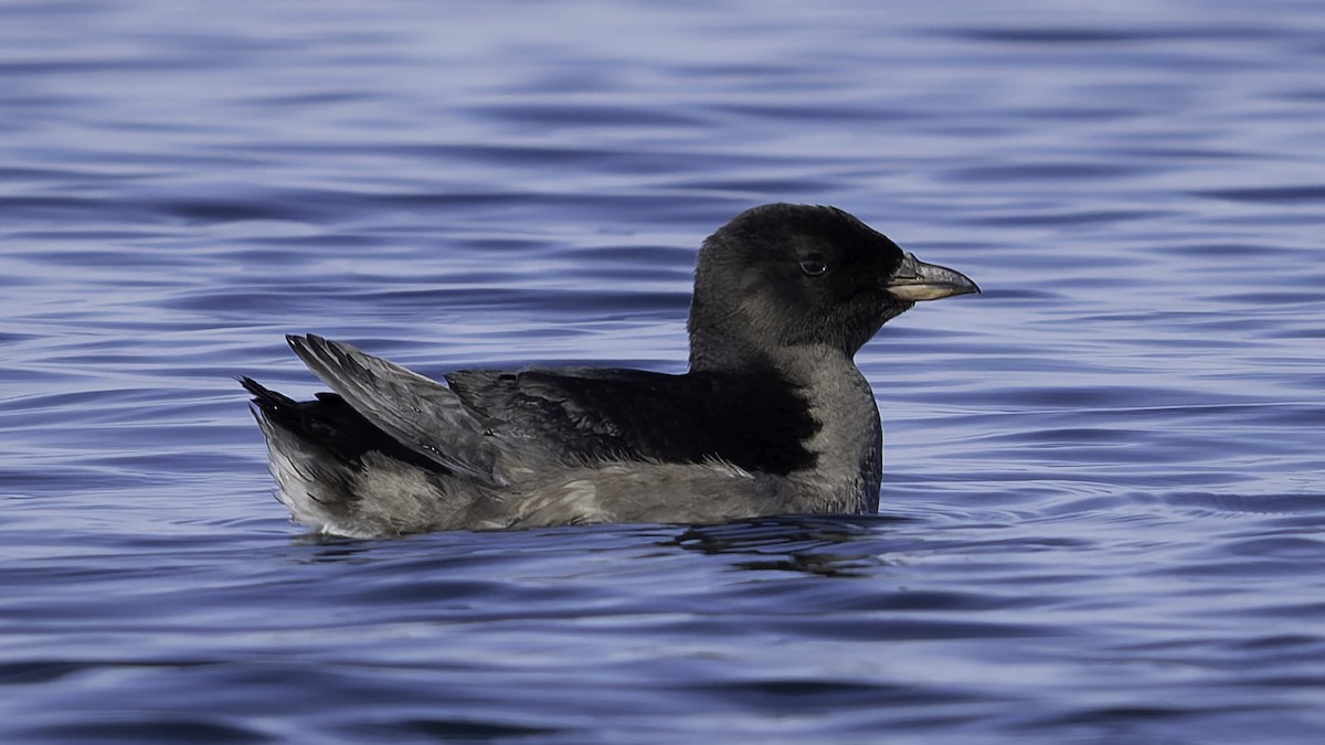 Rhinoceros Auklet - ML643121868