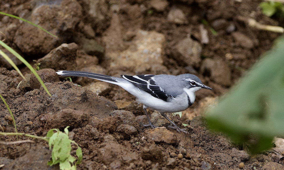 Mountain Wagtail - ML643121872