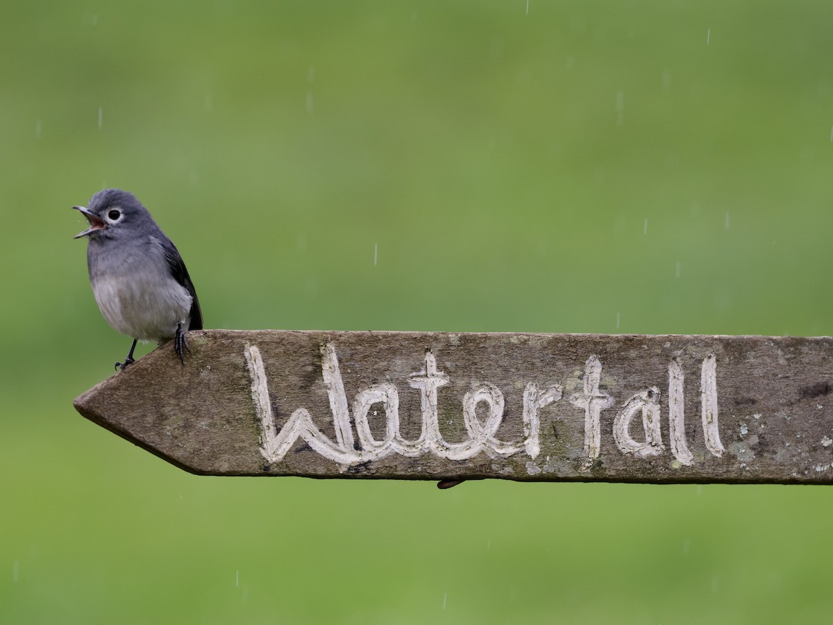 White-eyed Slaty-Flycatcher - ML643121977