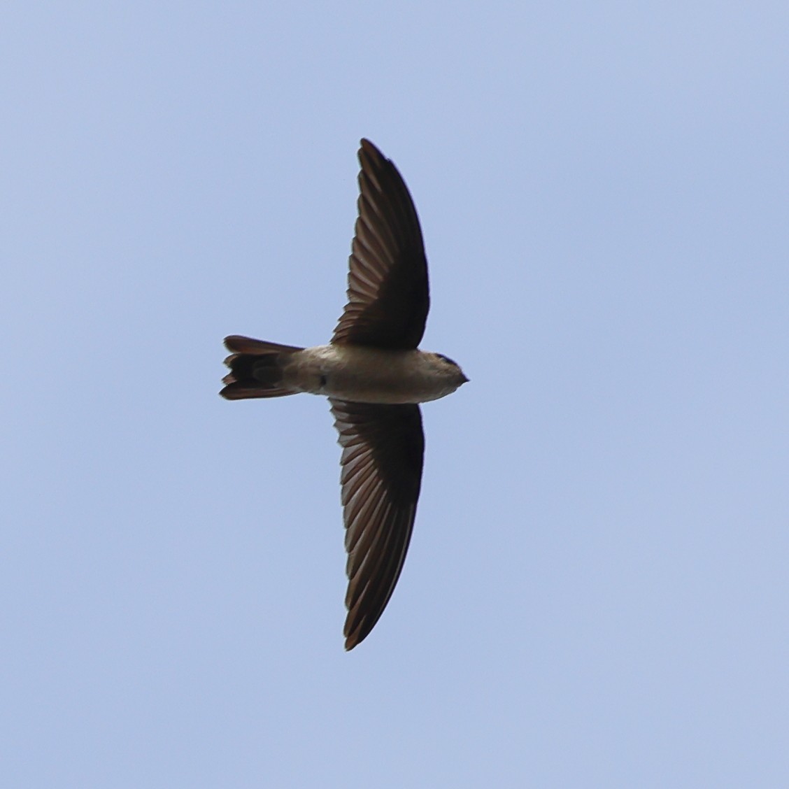 epidotsalangan - ML643121983