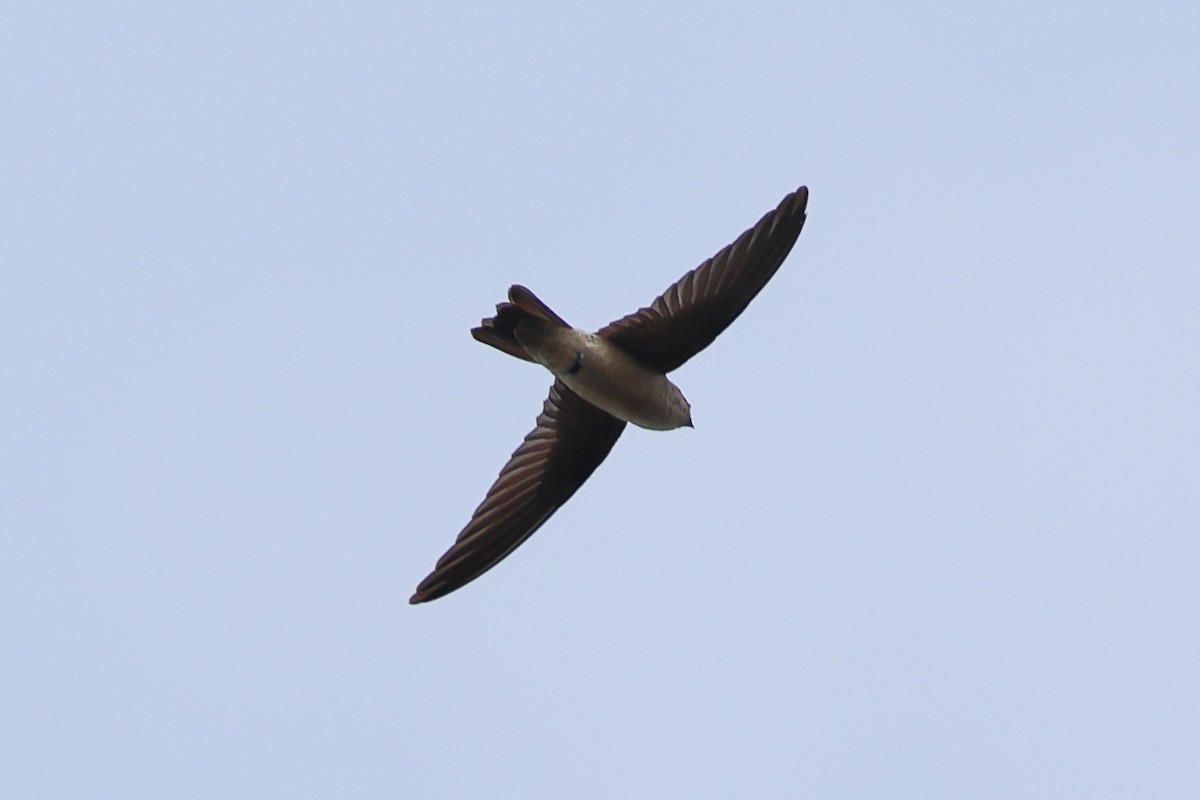 epidotsalangan - ML643121986