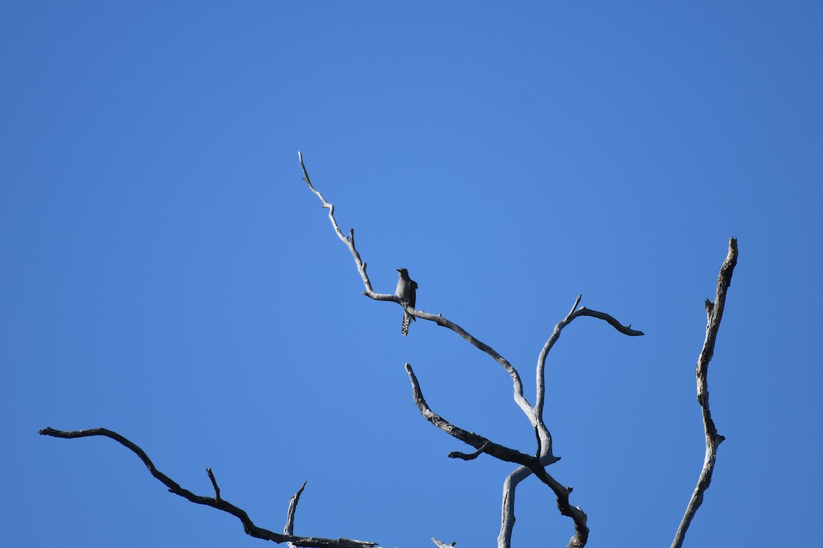 Pallid Cuckoo - ML643121996