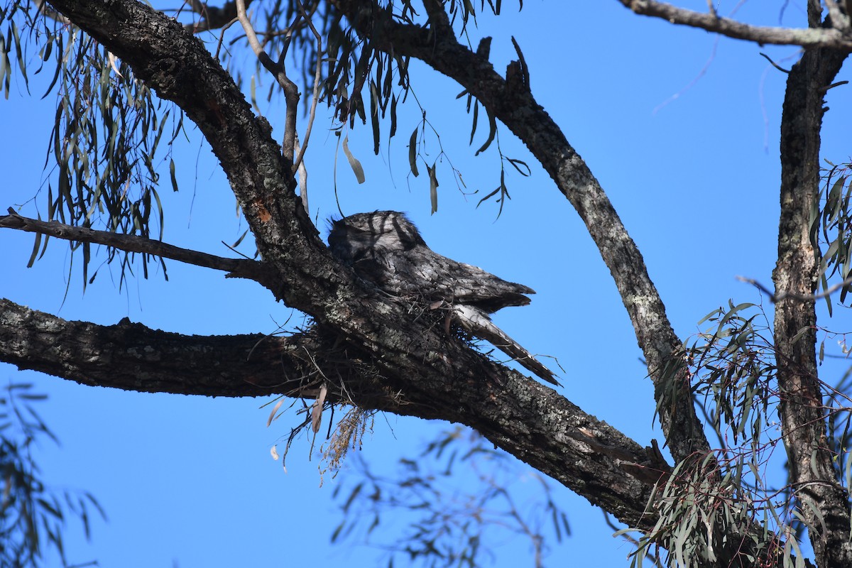 Tawny Frogmouth - ML643121997