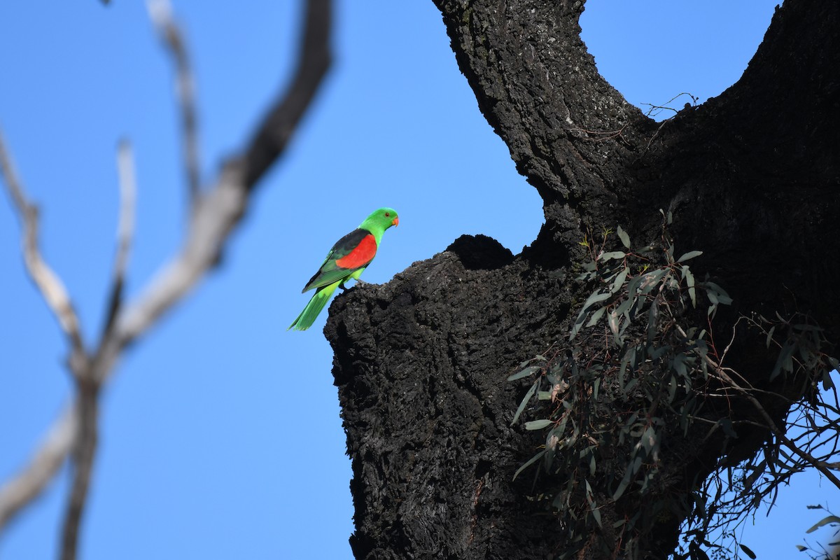 Red-winged Parrot - ML643122000