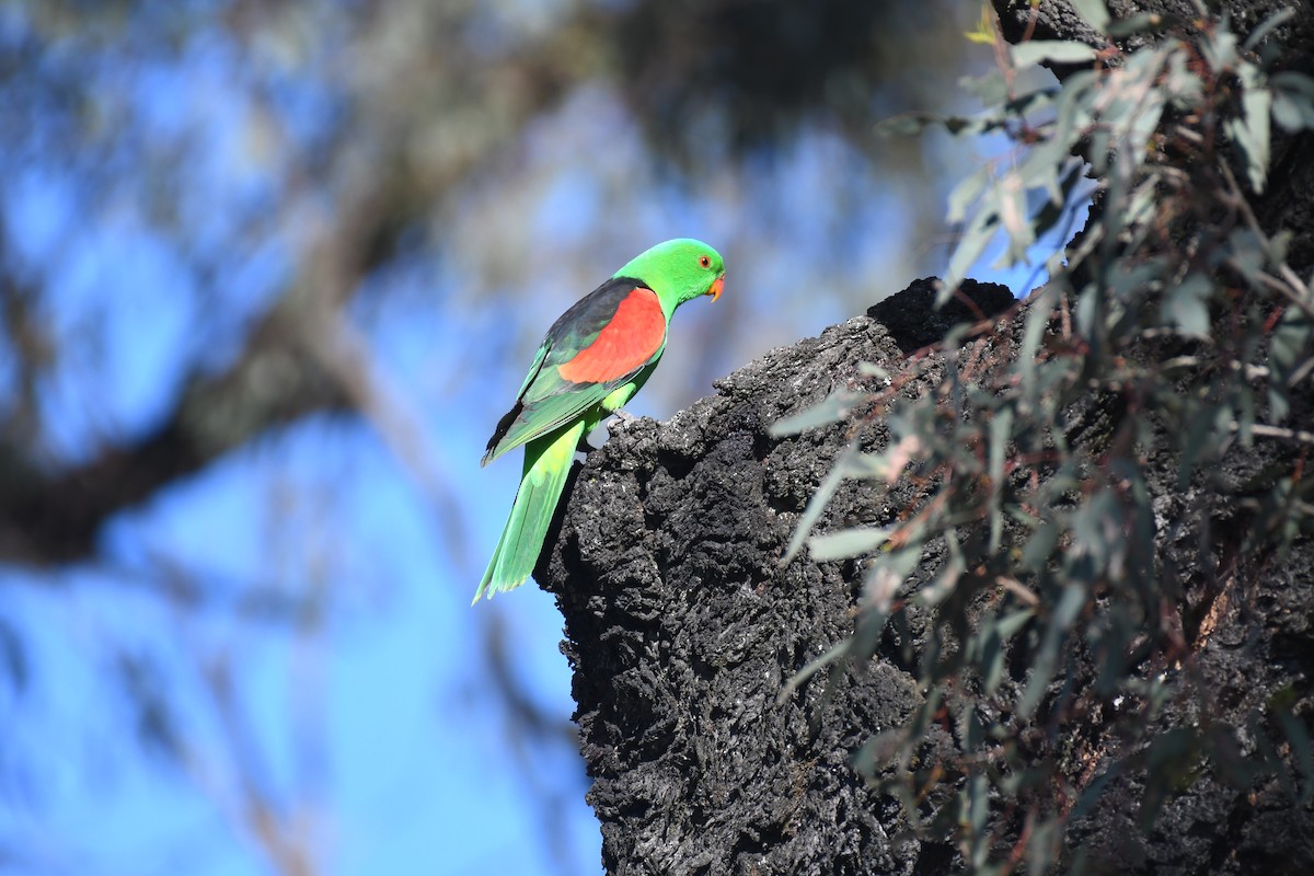 Red-winged Parrot - ML643122001