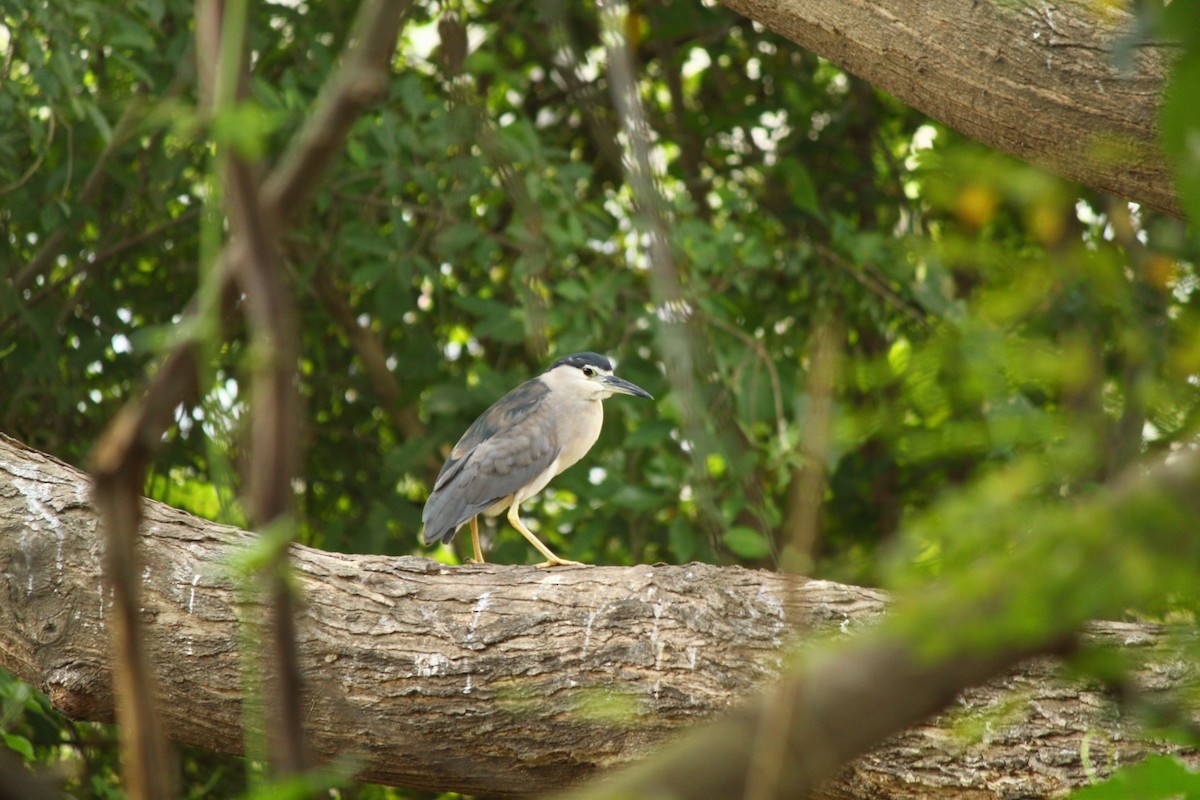Black-crowned Night Heron - ML643122003