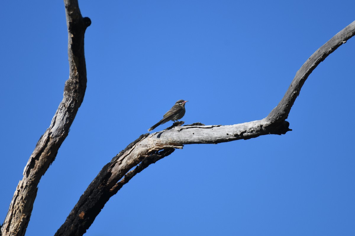 Spiny-cheeked Honeyeater - ML643122004