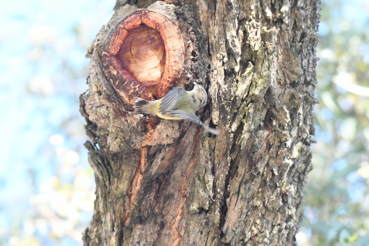 Weebill - ML643122005