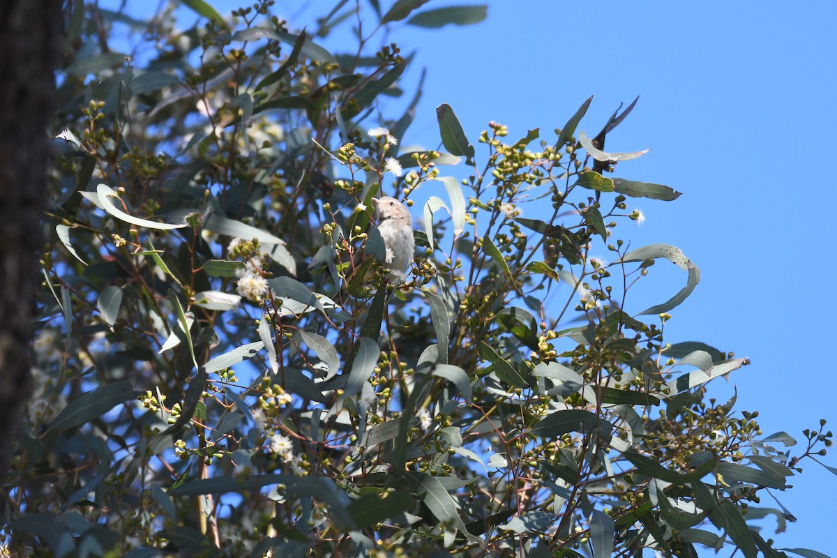 Weebill - ML643122006
