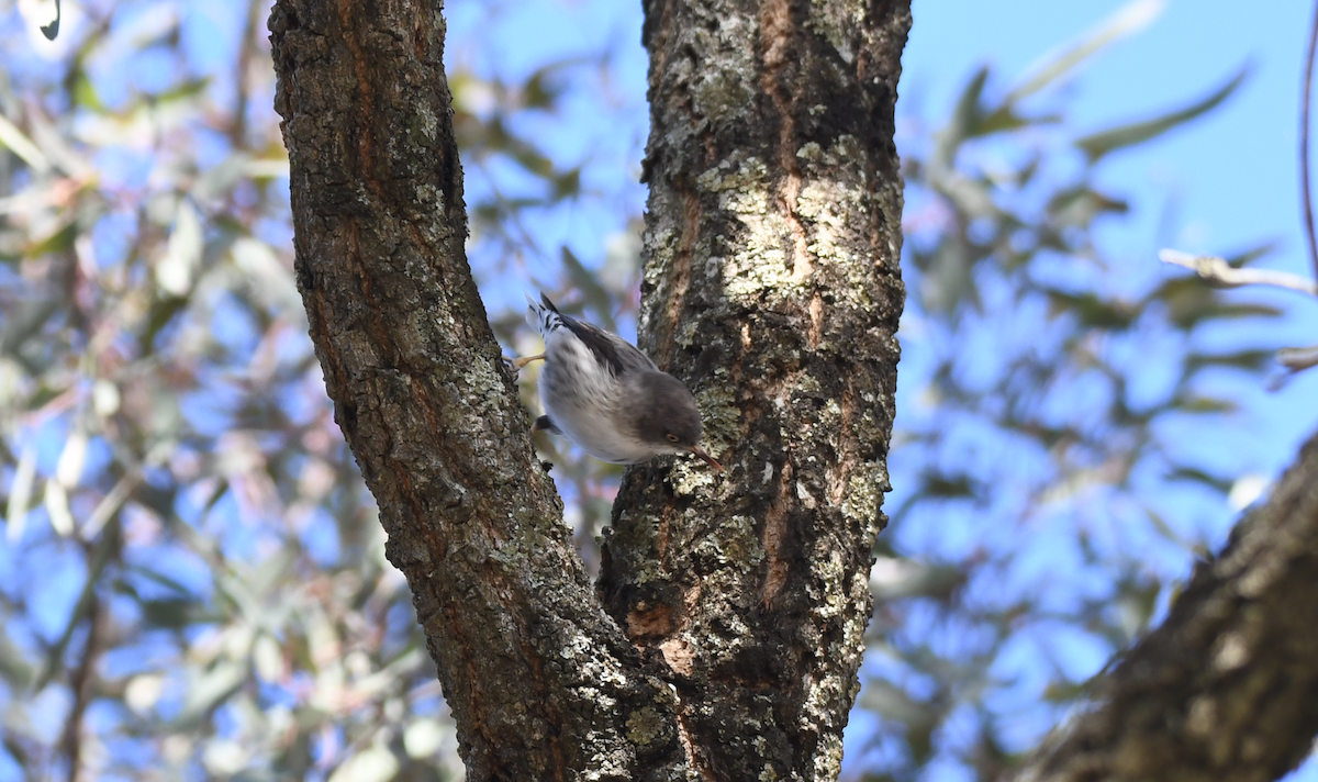 Varied Sittella - ML643122007