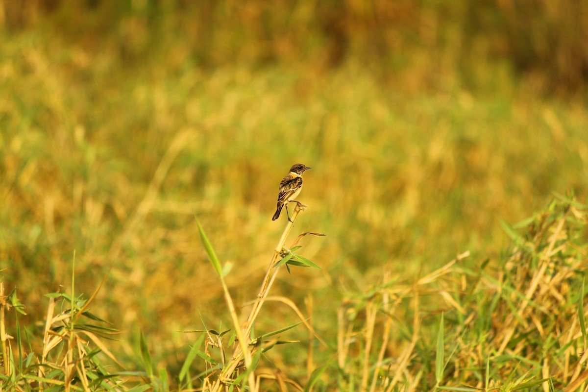 Siberian Stonechat - ML643122049