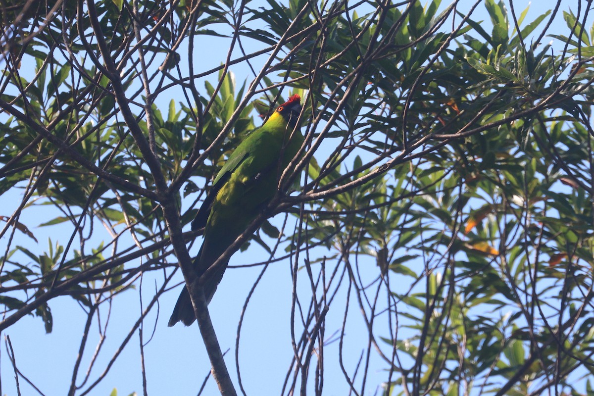 Horned Parakeet - ML643122088