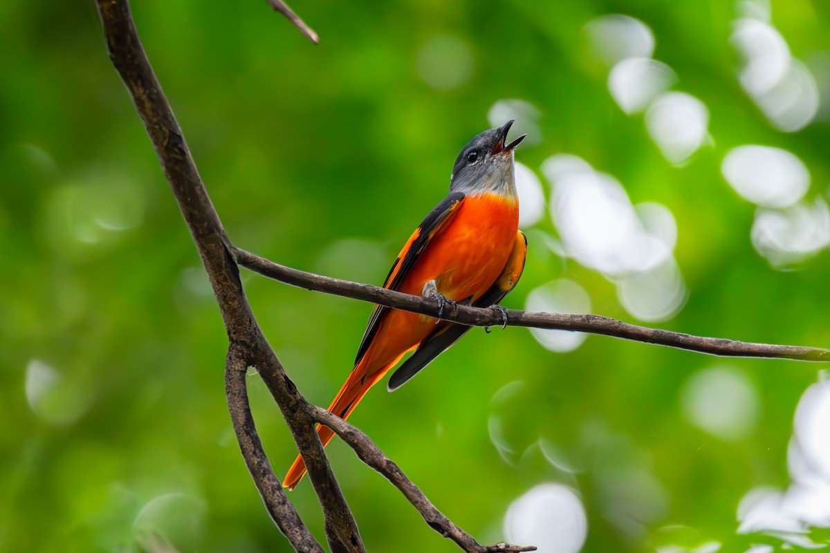 Gray-chinned Minivet - ML643122130