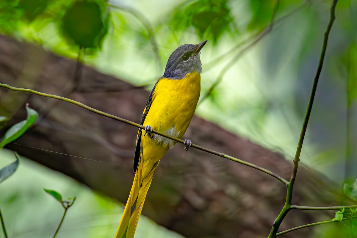 Gray-chinned Minivet - ML643122131