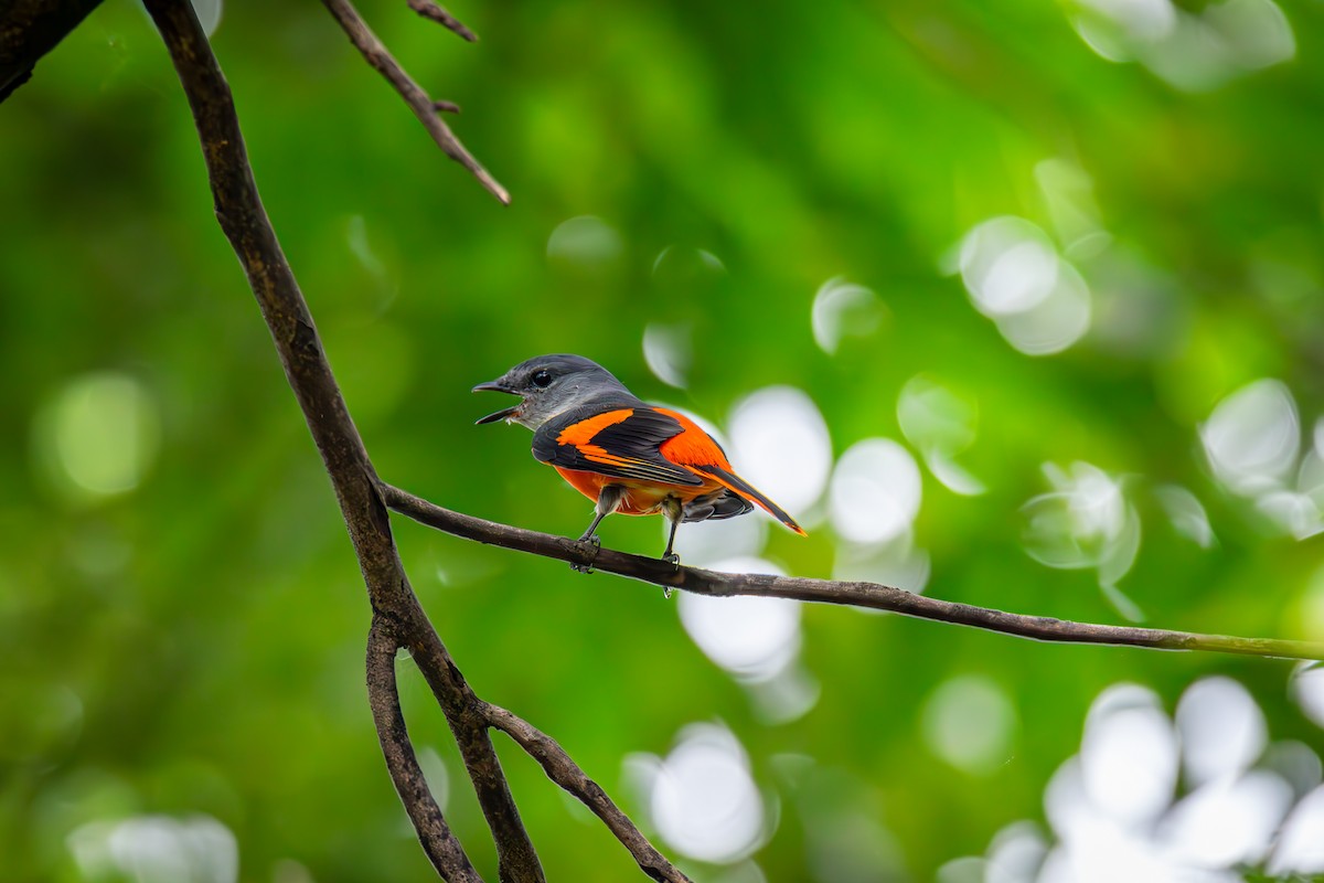 Gray-chinned Minivet - ML643122132