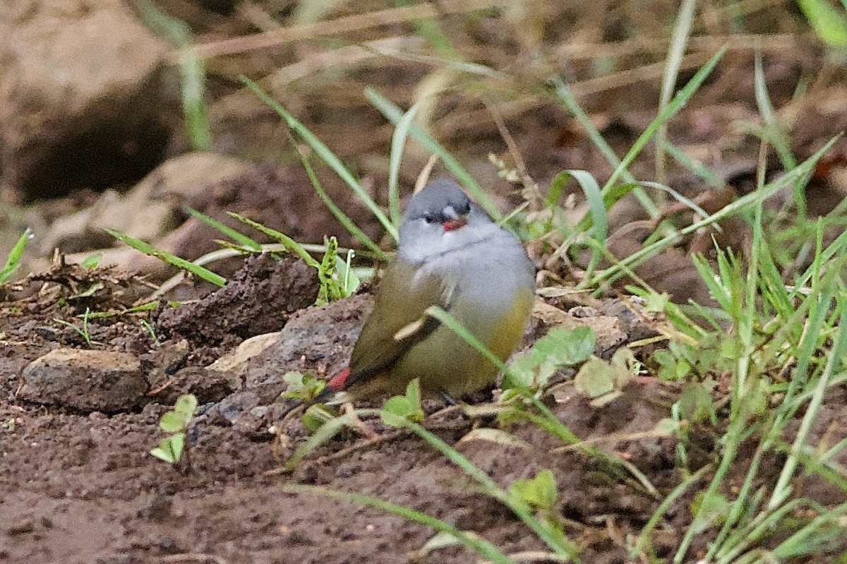 Yellow-bellied Waxbill - ML643122139
