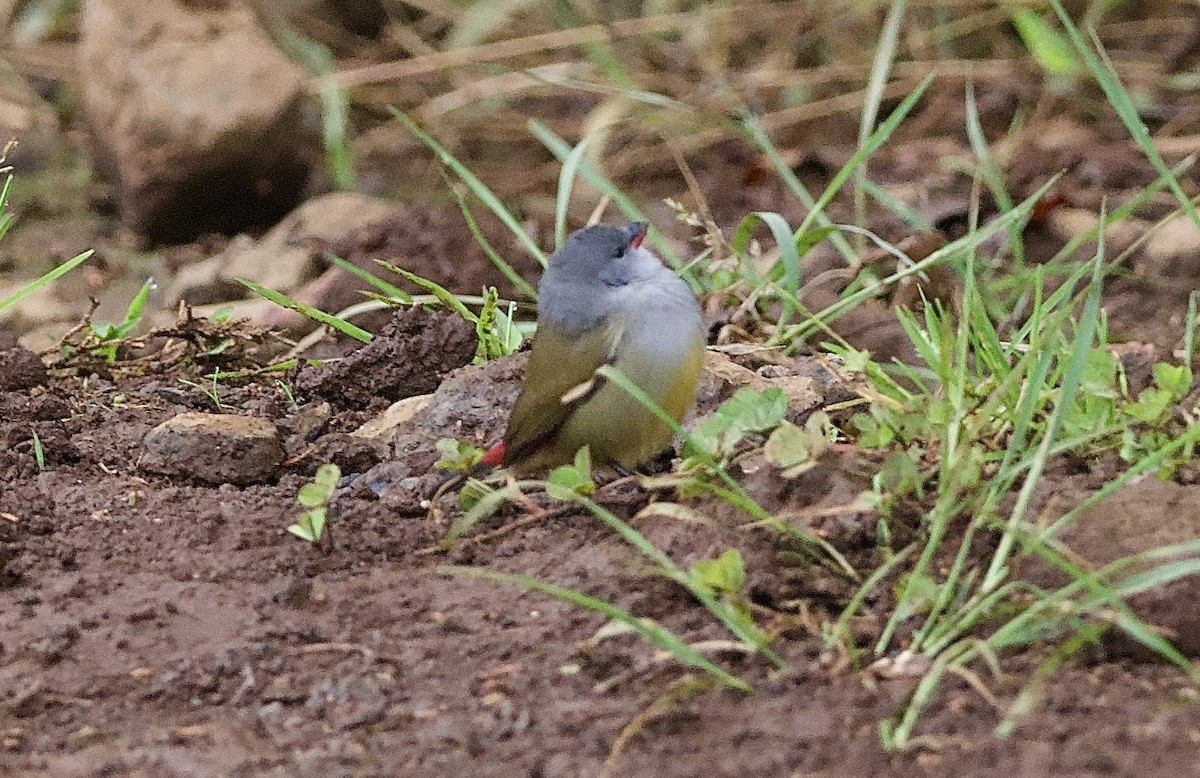 Yellow-bellied Waxbill - ML643122140