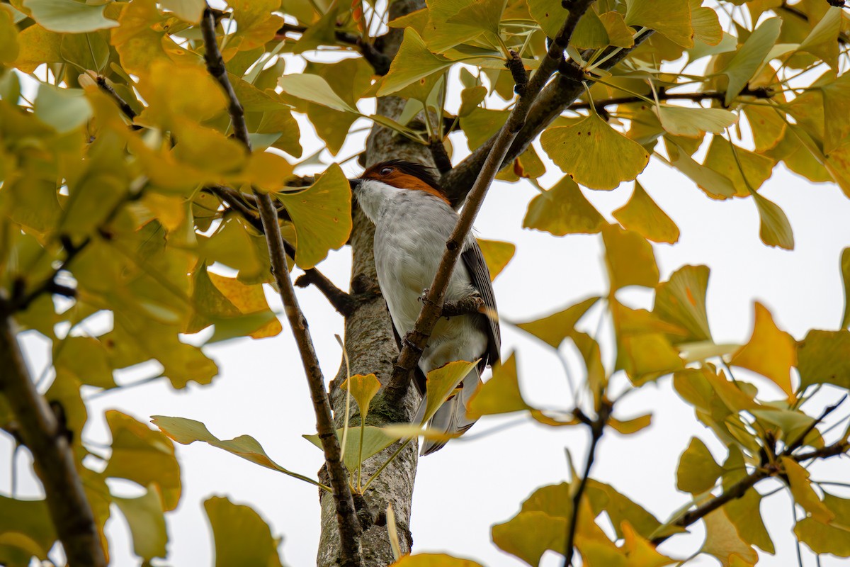 Chestnut Bulbul - ML643122152