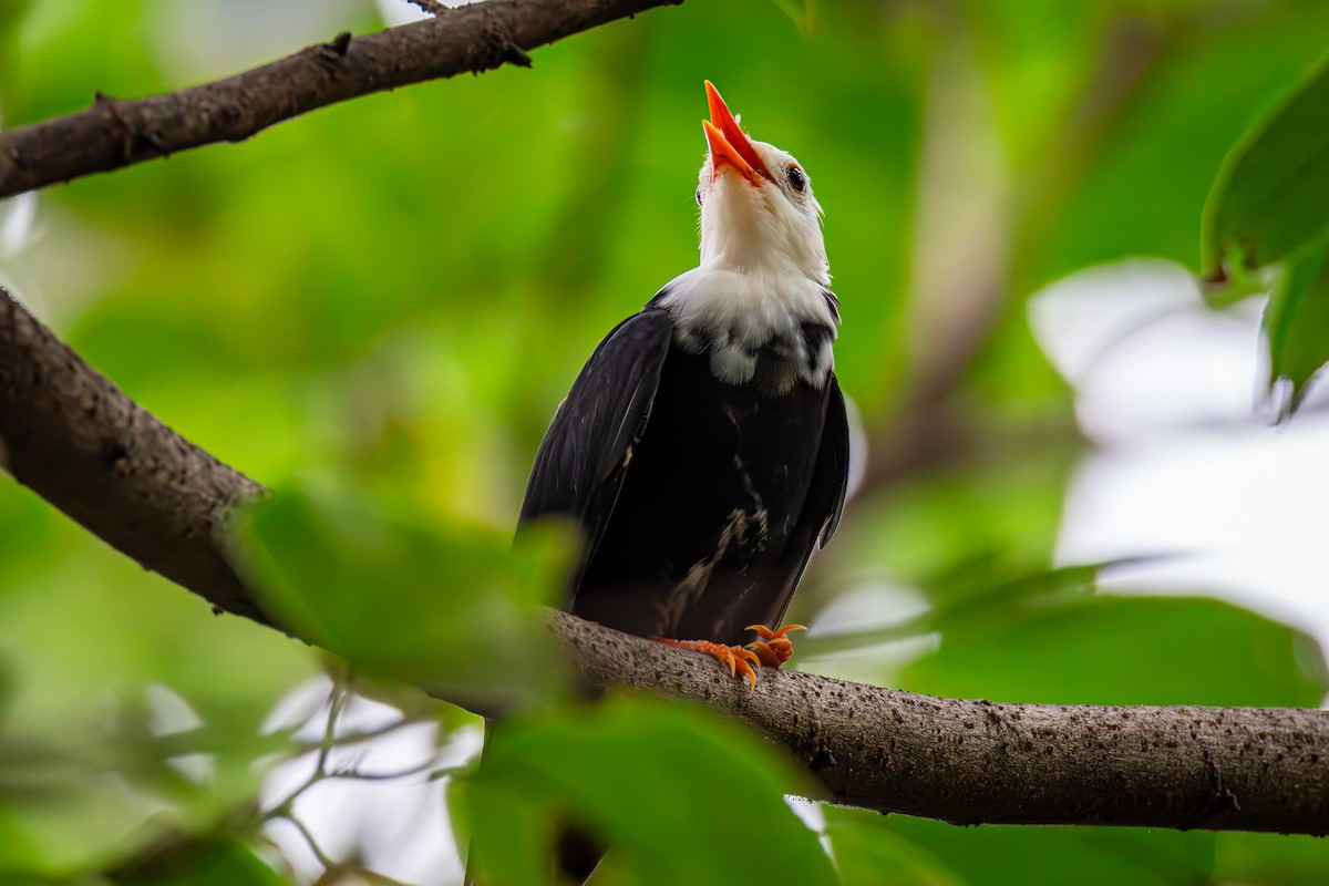 svartbylbyl (leucocephalus gr.) - ML643122157