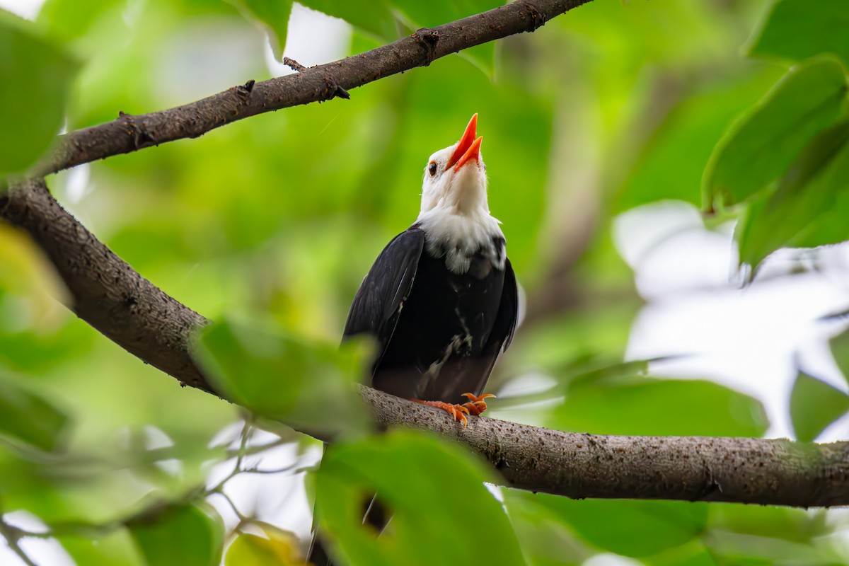svartbylbyl (leucocephalus gr.) - ML643122158