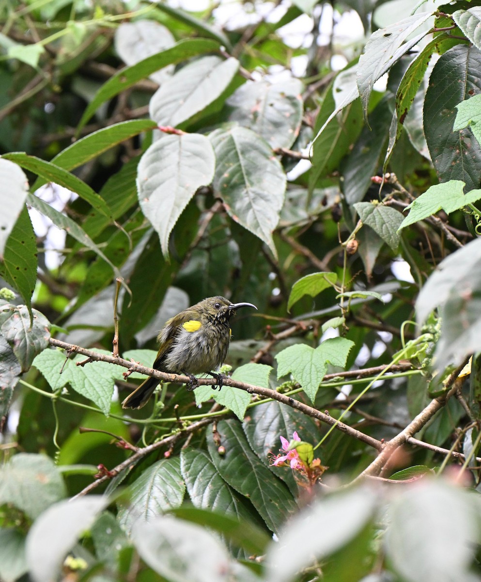 Olive Sunbird - ML643122191