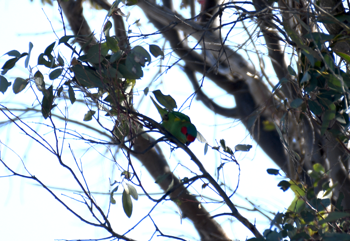 Musk Lorikeet - ML643122231