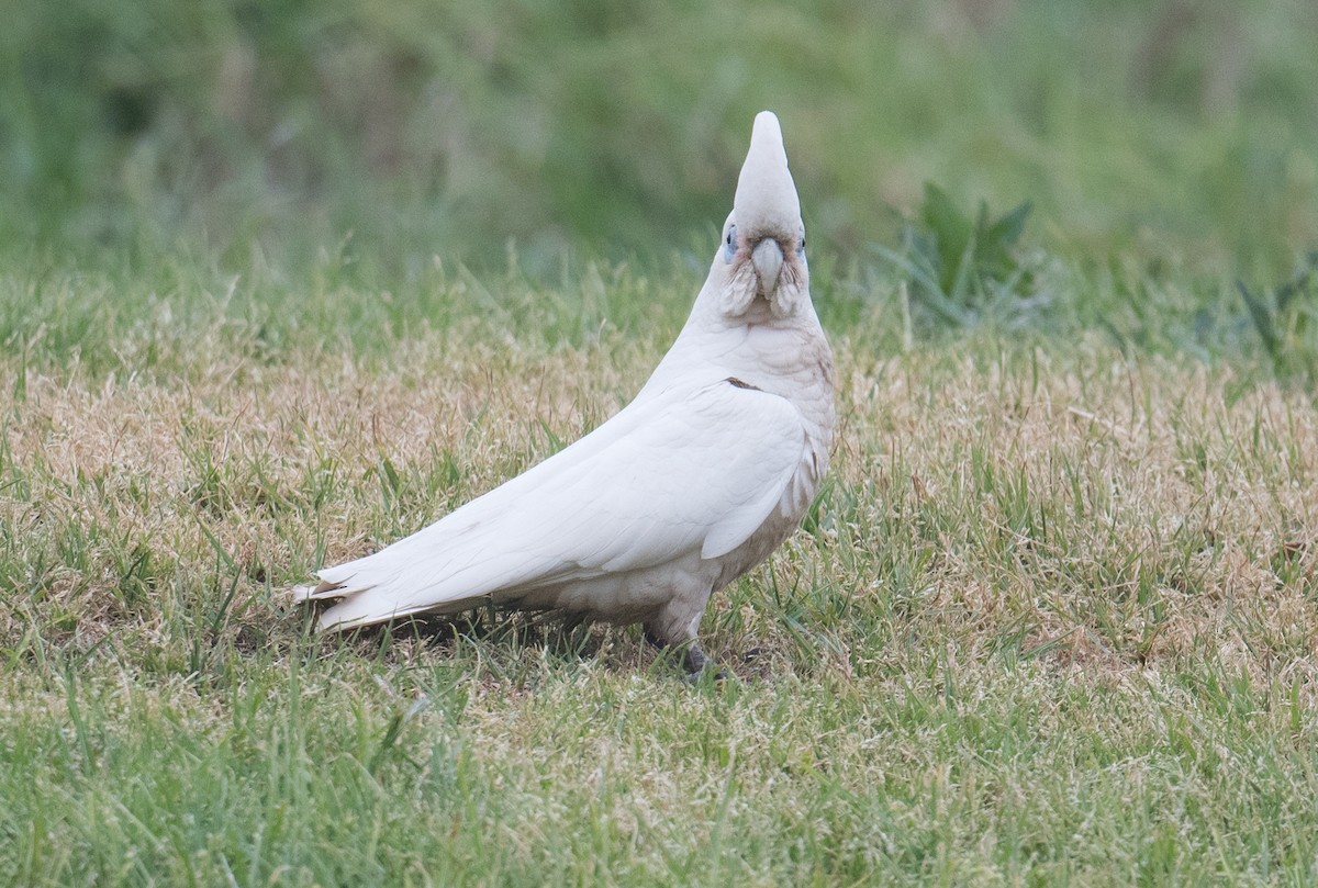 Little Corella - ML643122249