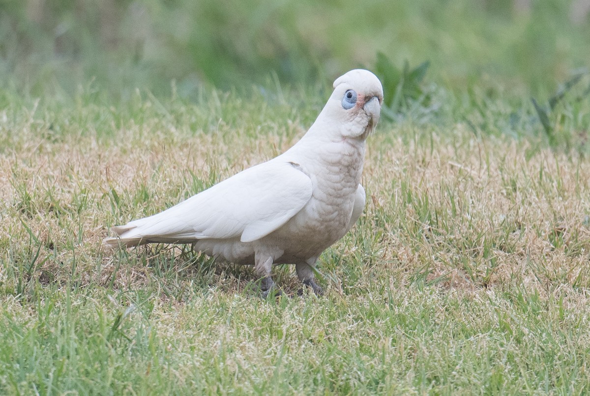 Little Corella - ML643122255