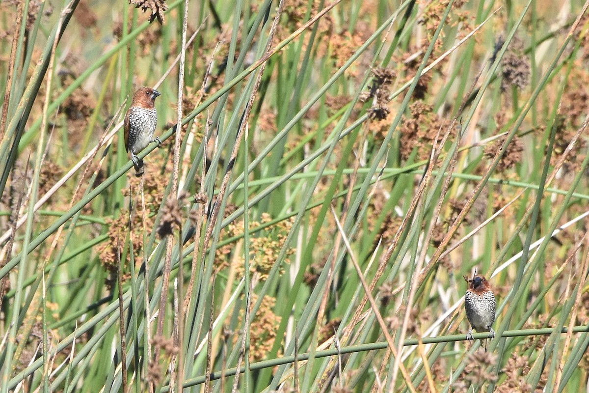 מוניה מפוספסת-חזה - ML643122292