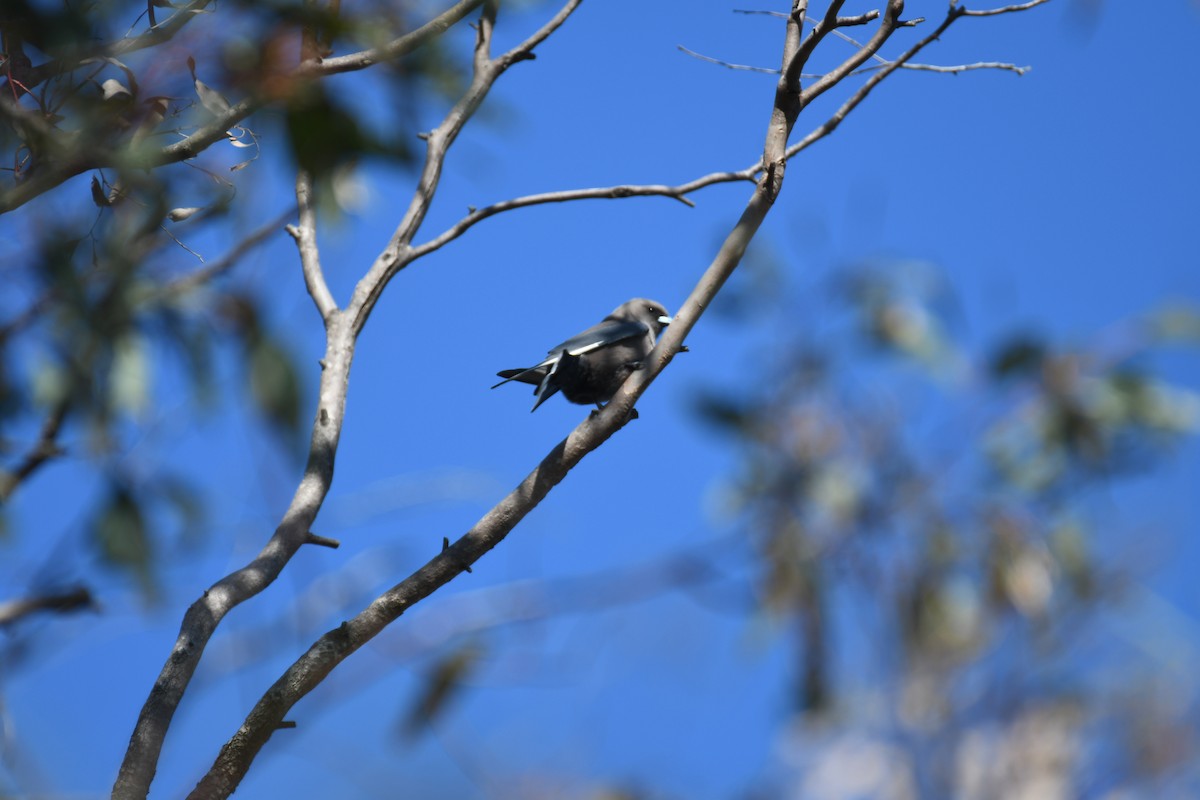 Dusky Woodswallow - ML643122306