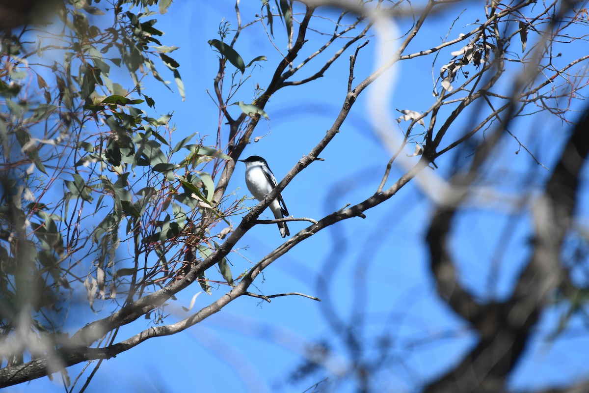 White-winged Triller - ML643122308