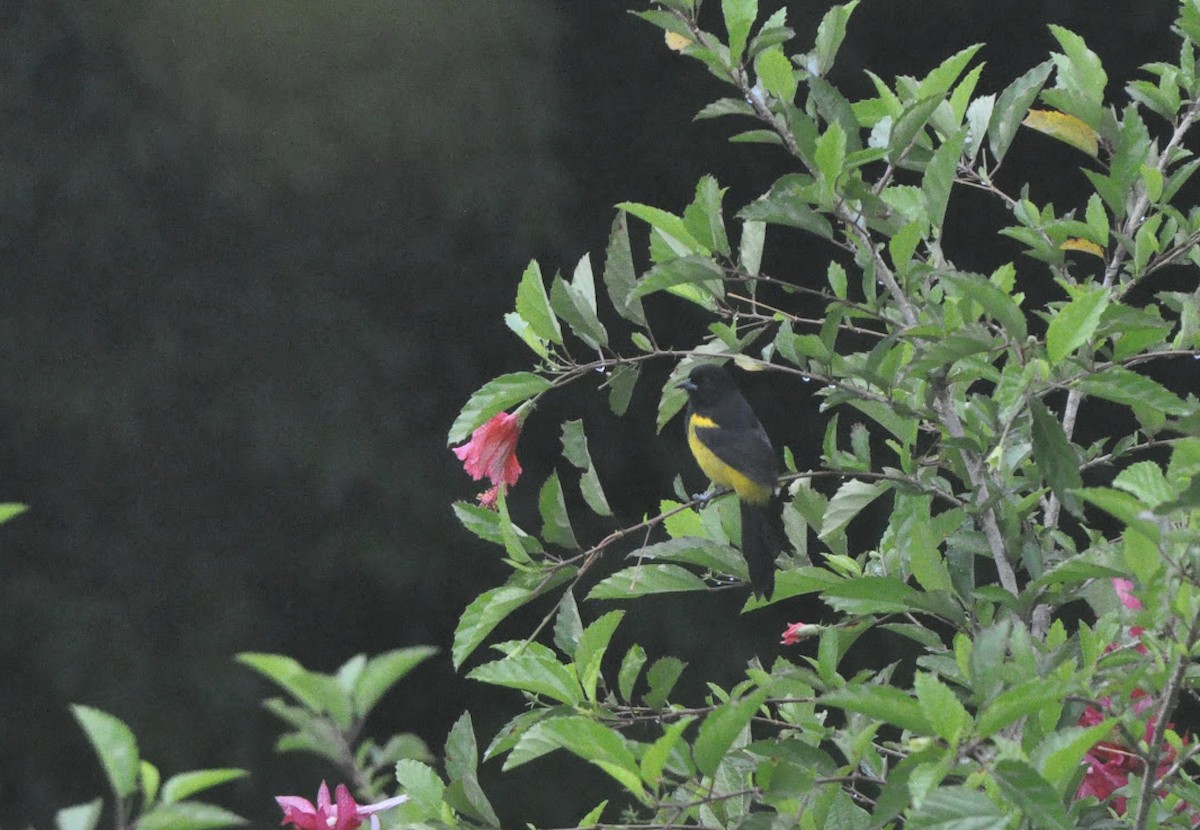 Black-cowled Oriole - ML643122328