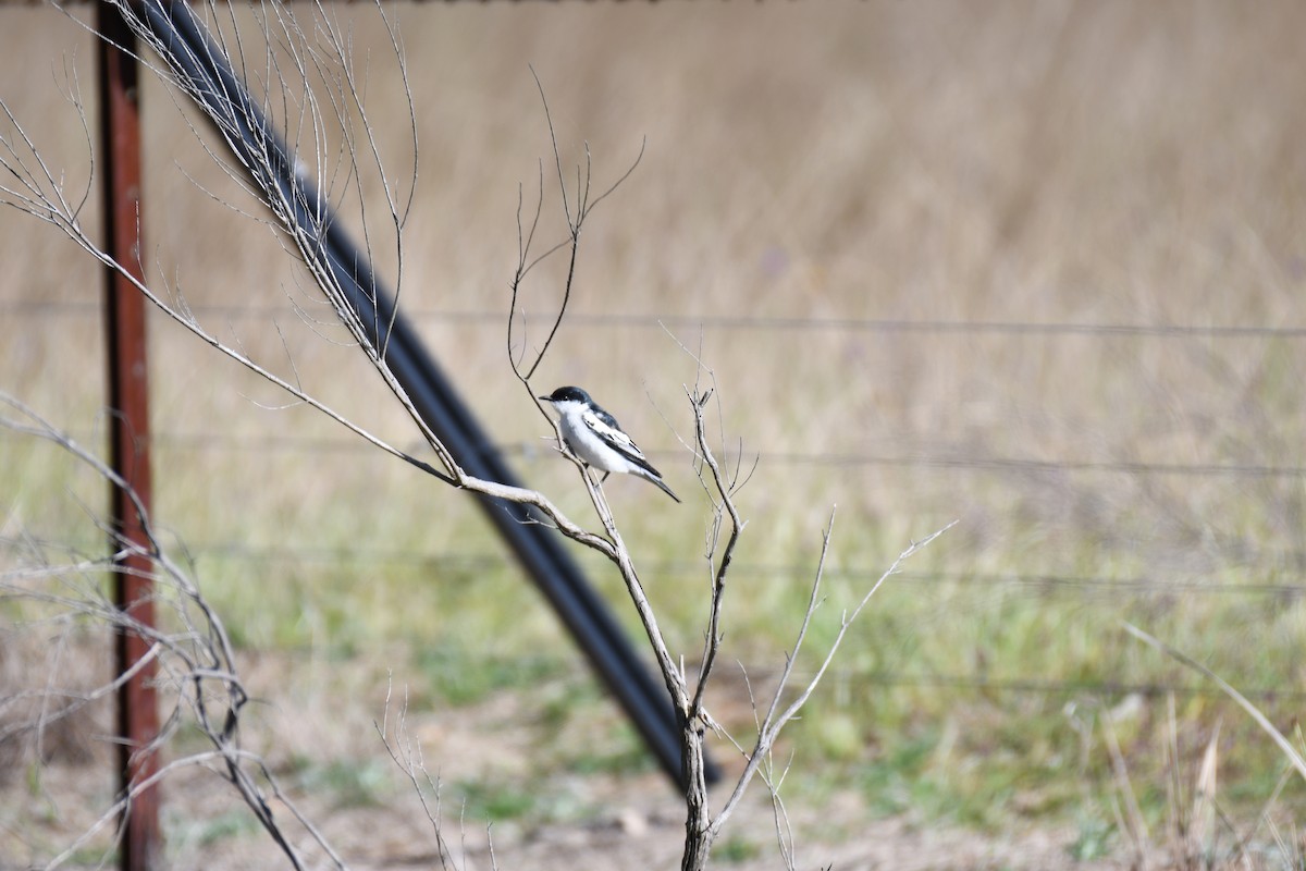 White-winged Triller - ML643122329
