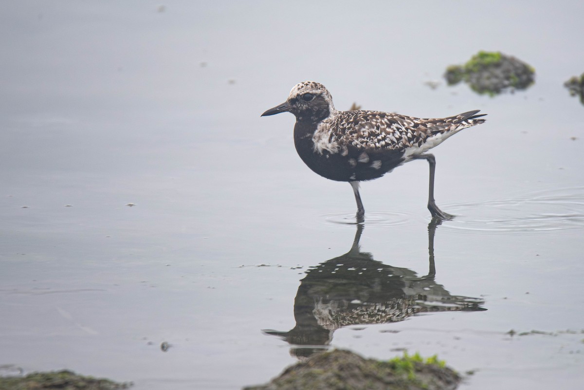Black-bellied Plover - ML643122339