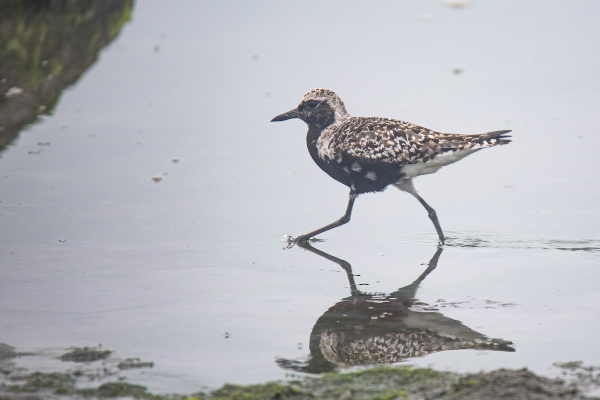 Black-bellied Plover - ML643122340