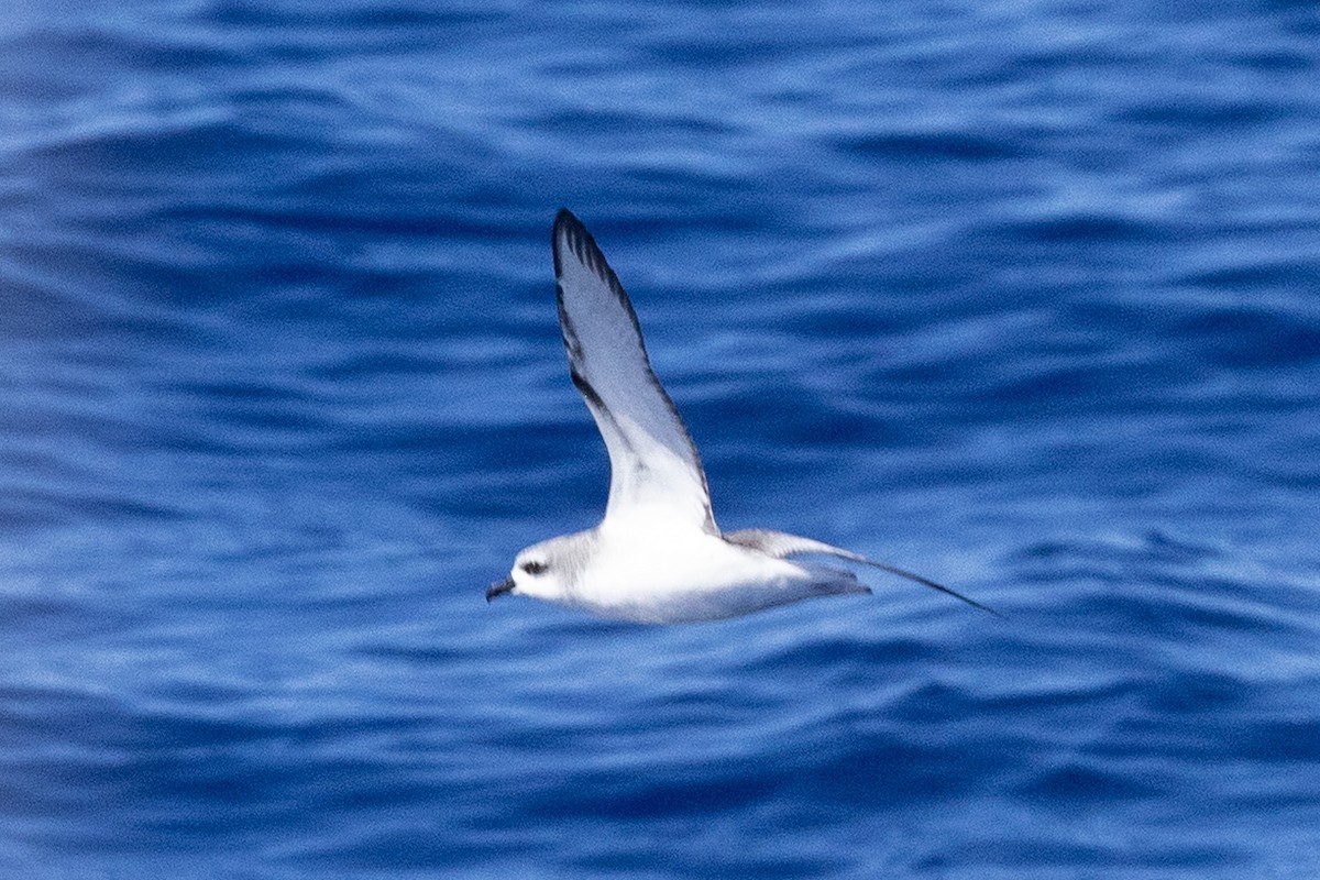 Cook's Petrel - ML643122343