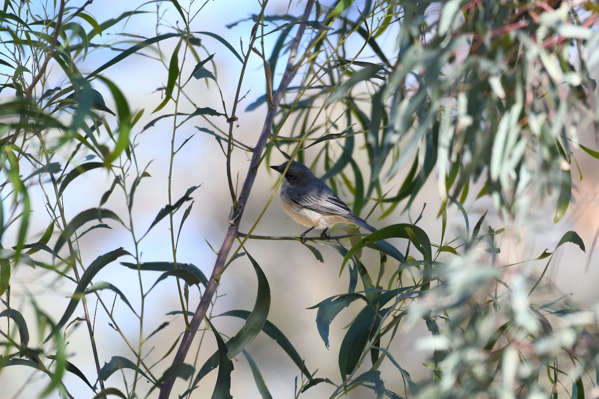 Rufous Whistler - ML643122348