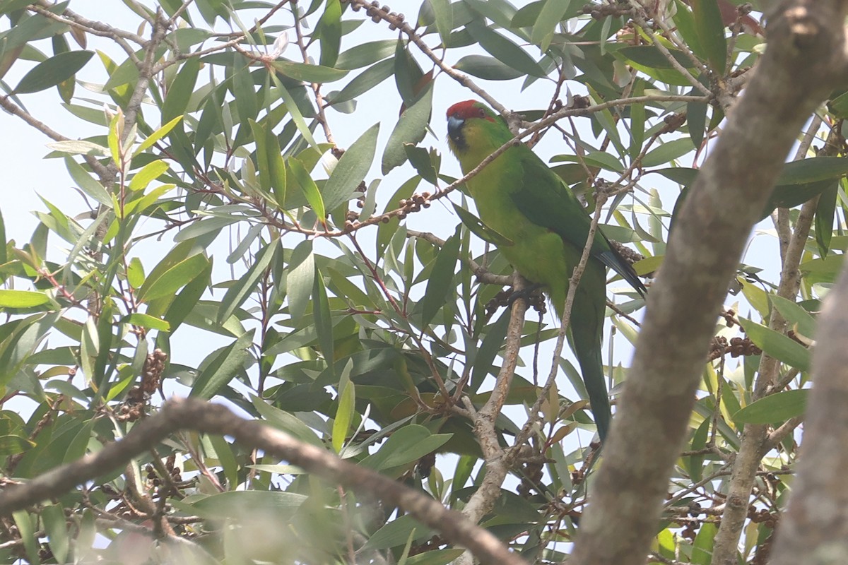 New Caledonian Parakeet - ML643122353